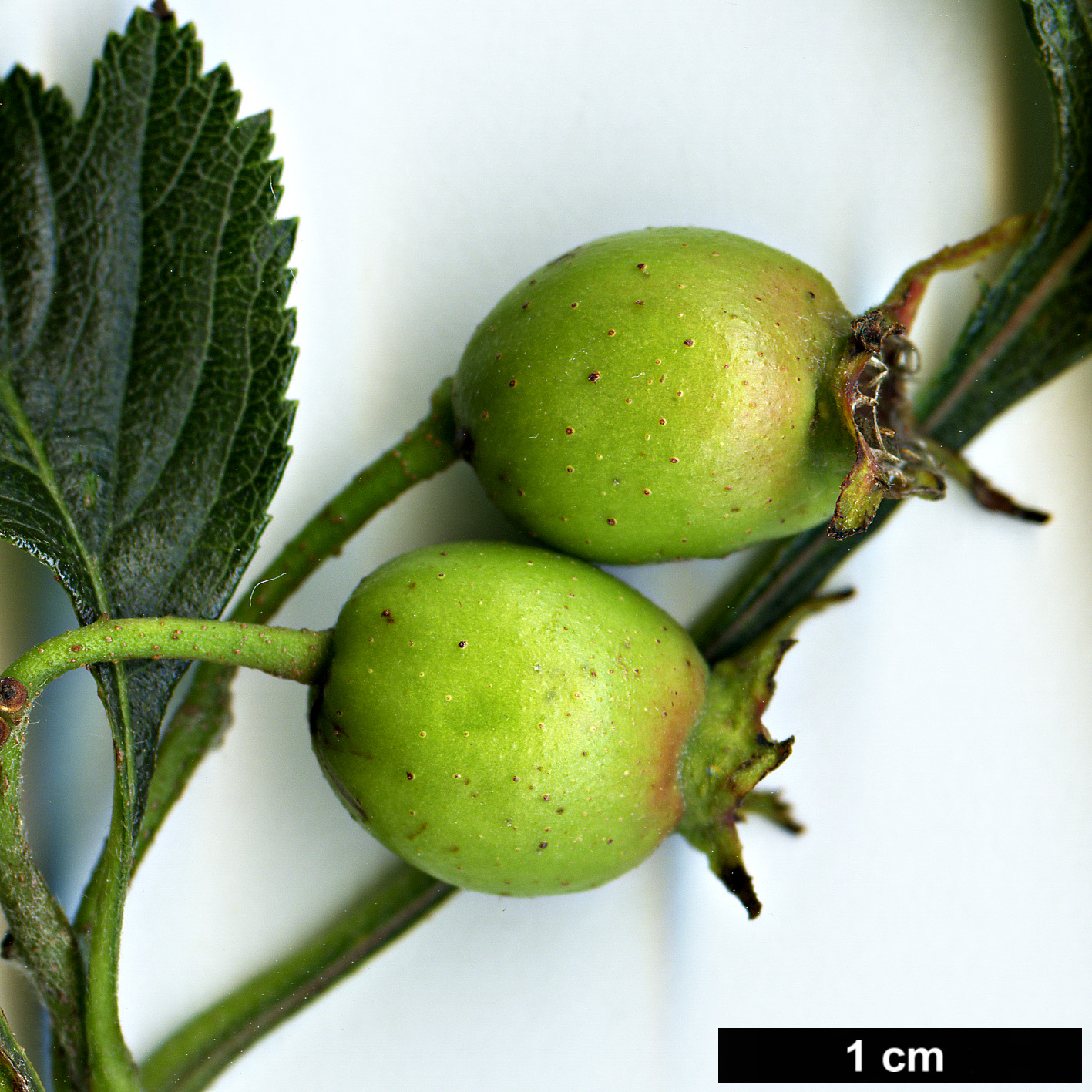 High resolution image: Family: Rosaceae - Genus: Crataegus - Taxon: collina × C.mollis High resolution image: Family: Rosaceae - Genus: Crataegus - Taxon: collina × C.mollis